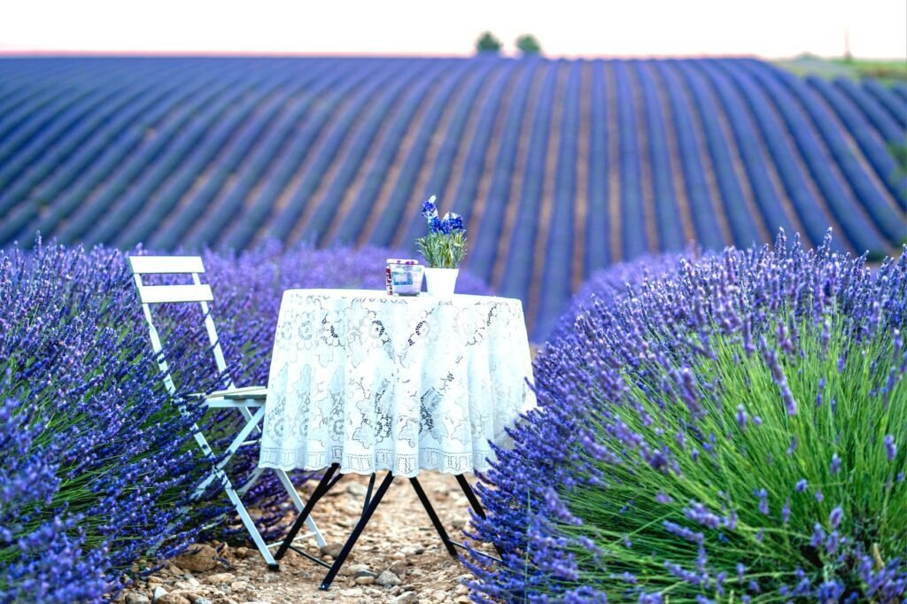 lavande de valensole