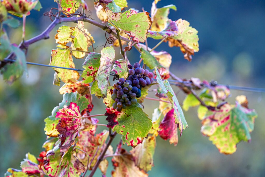 photo d'une grappe de raisin dans les vignes
