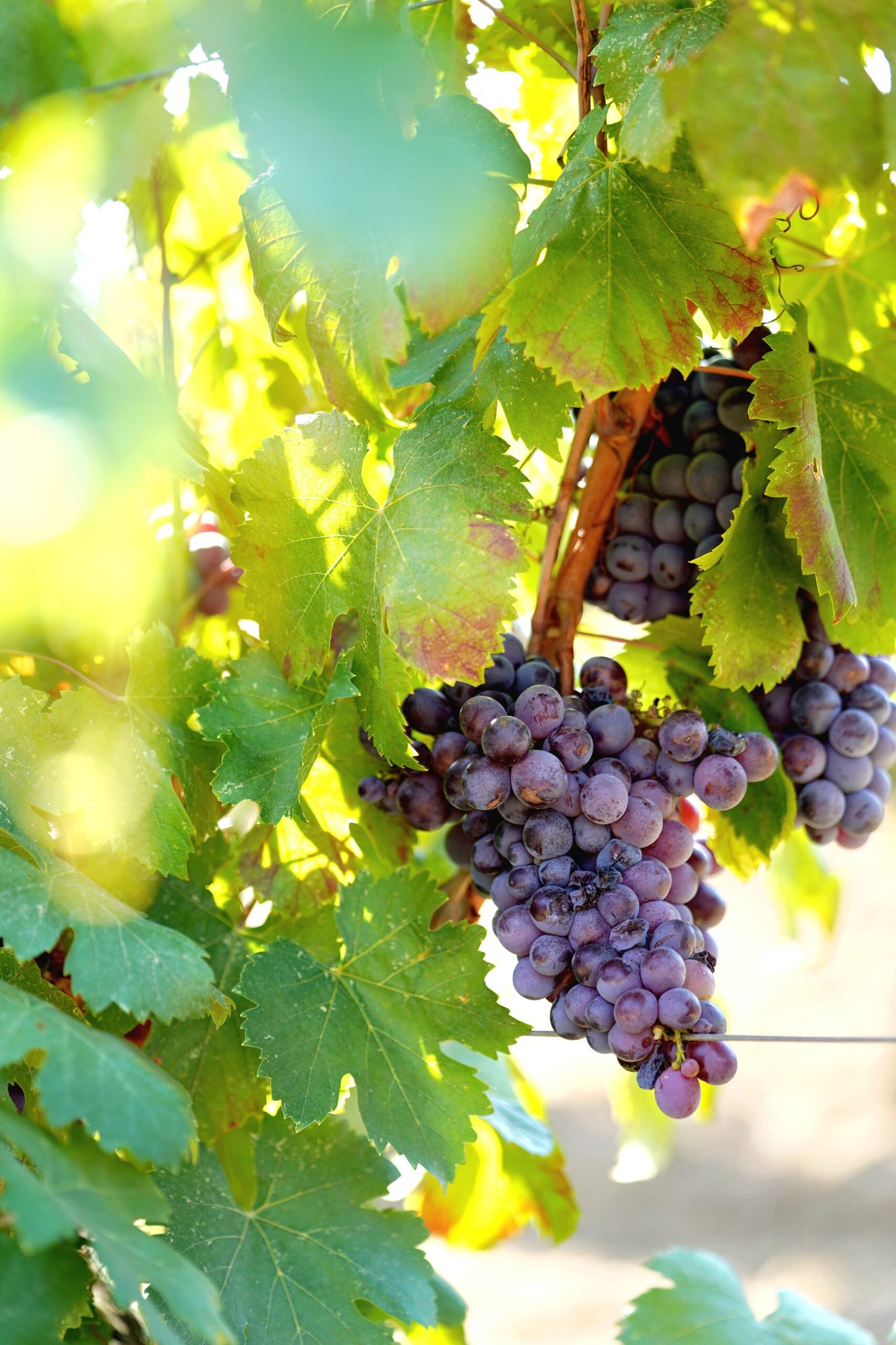 photo d'une grappe de raisin dans les vignes avec un reflet de soleil